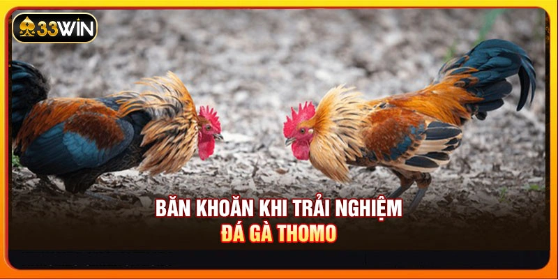 Băn khoăn khi trải nghiệm đá gà Thomo