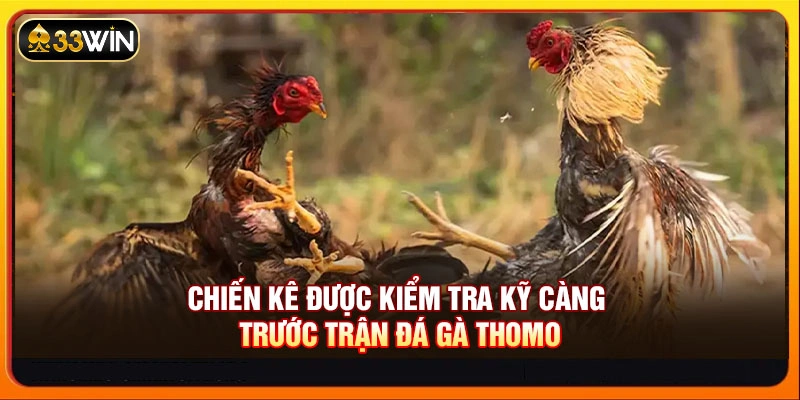 Chiến kê được kiểm tra kỹ càng trước trận đá gà Thomo