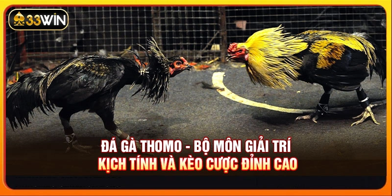 Đá gà Thomo
