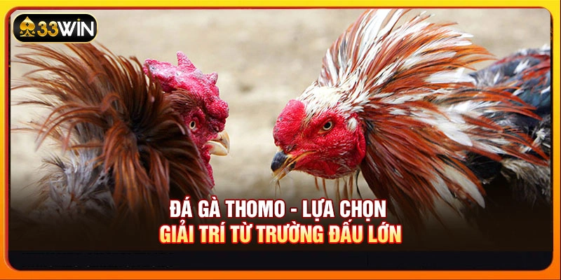 Đá gà Thomo - Lựa chọn giải trí từ trường đấu lớn